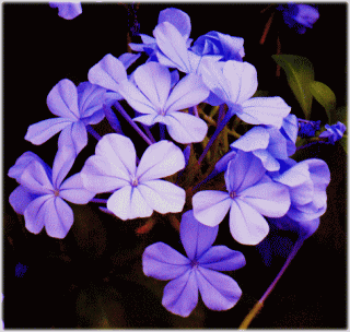 ルリマツリ(瑠璃茉莉　るりまつり)　イソマツ科　 薄紫の花